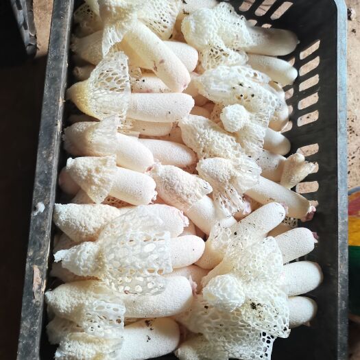 安龙县 红托竹荪  干品