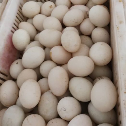 任丘市白鸭蛋  鸭蛋，裂纹蛋，精品鸭蛋，专业搞蛋15年