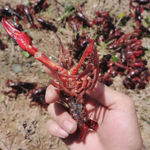建瓯市 南平市徐墩镇本地水稻套养高品质小龙虾 大个头 肉质饱满
