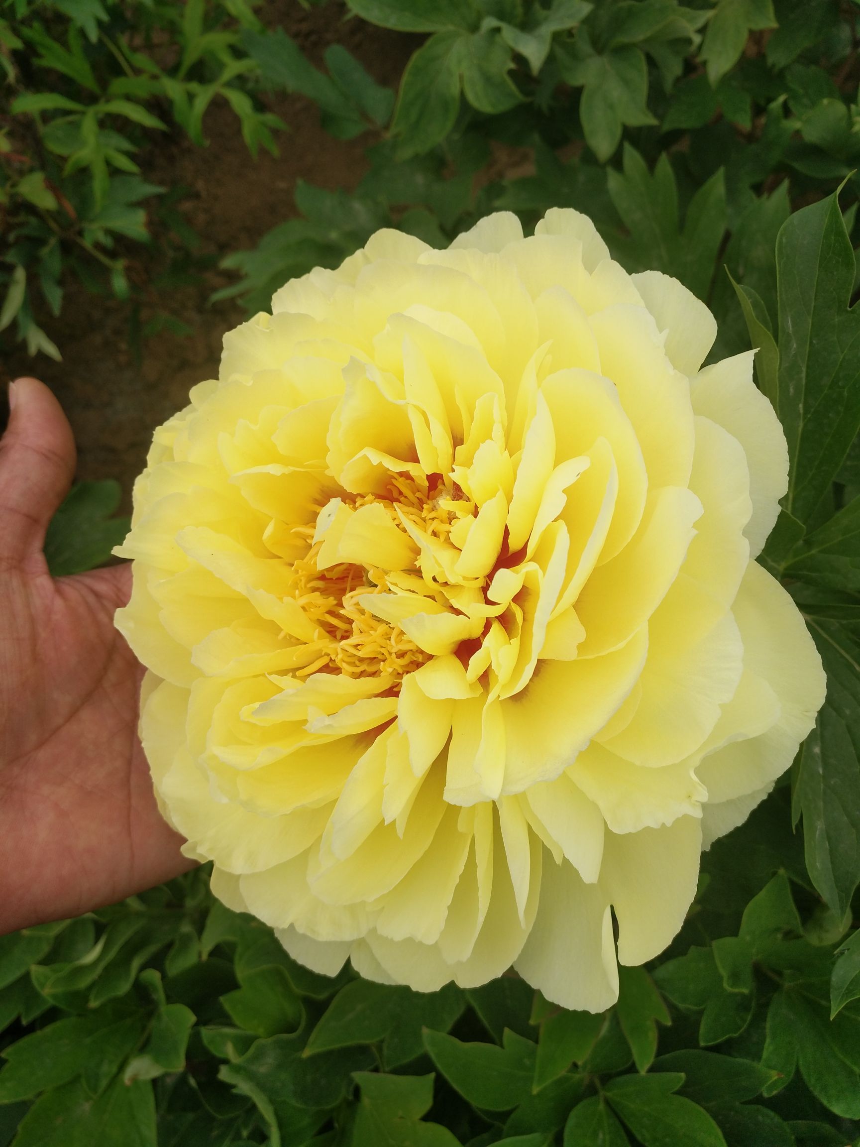  黄色芍药，目前黄色系最优秀的新品种