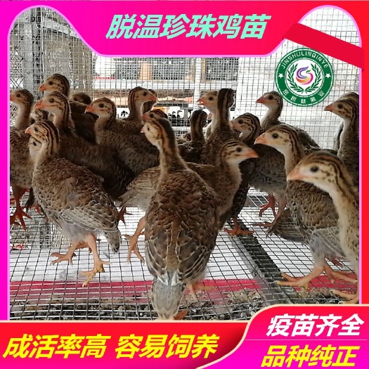 南宁脱温珍珠鸡苗 半大珍珠鸡苗一个月 成活率高 容易饲养