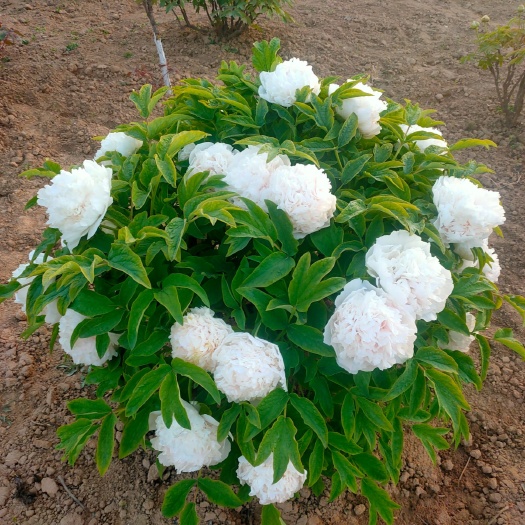 菏泽白色牡丹，白雪塔