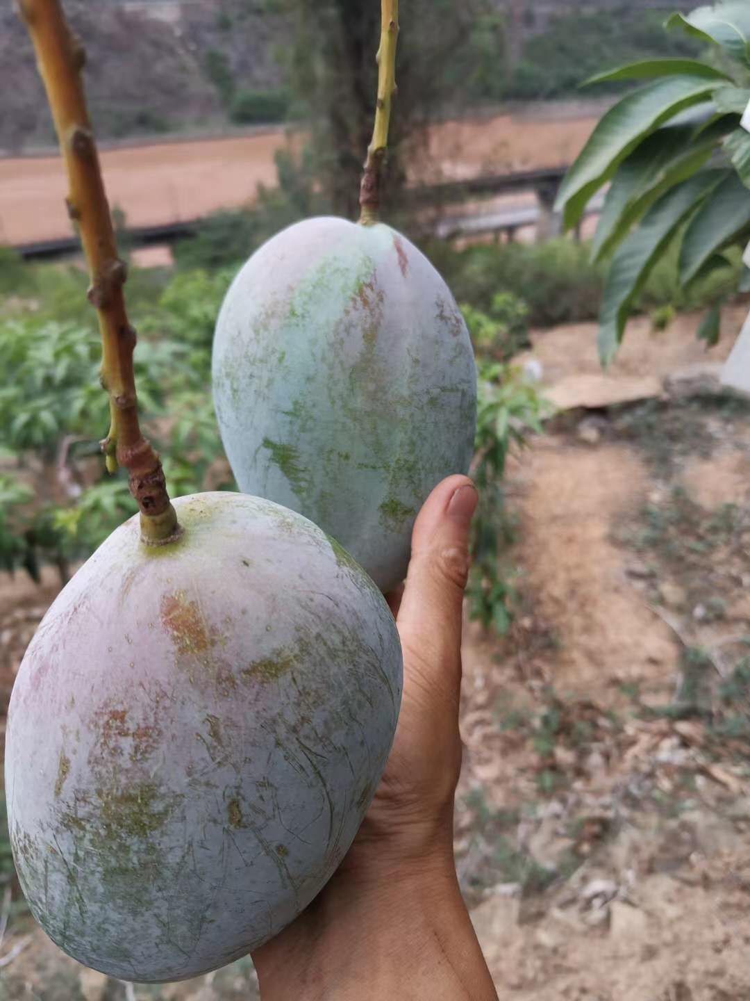 凯特芒 2两以下