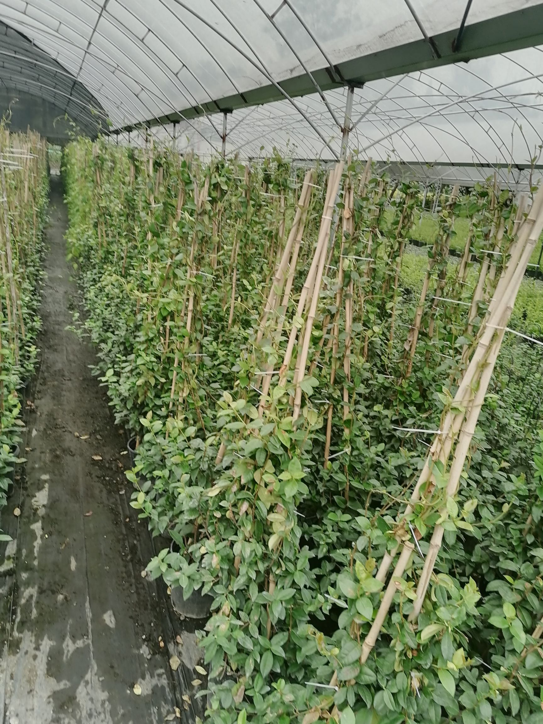  出售藤本风车茉莉，精品风车茉莉