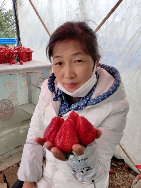 罗山县优质红颜草莓苗10--15cm