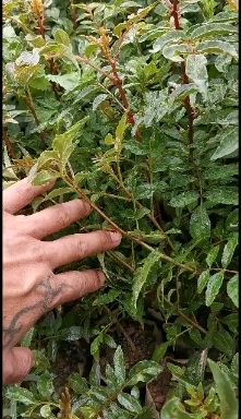 云南无刺大红袍花椒苗，四川无刺汉源贡椒基地直供四川花椒苗