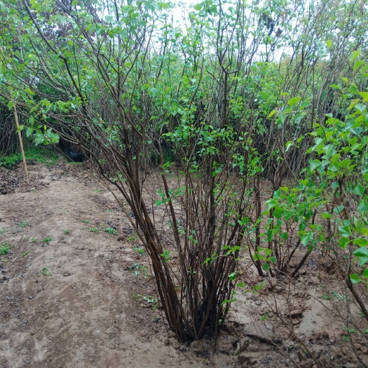 沭阳县 紫丁香，