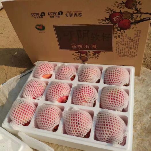 巩义市突尼斯软籽石榴  预售