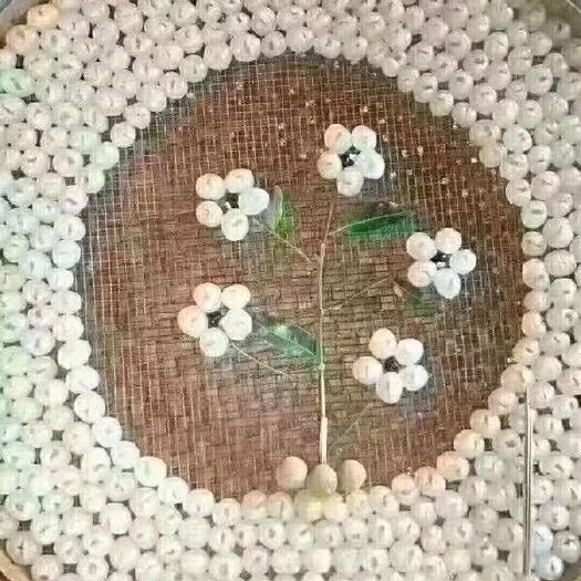 博白县博白桂圆干 靓石硖的靓圆肉