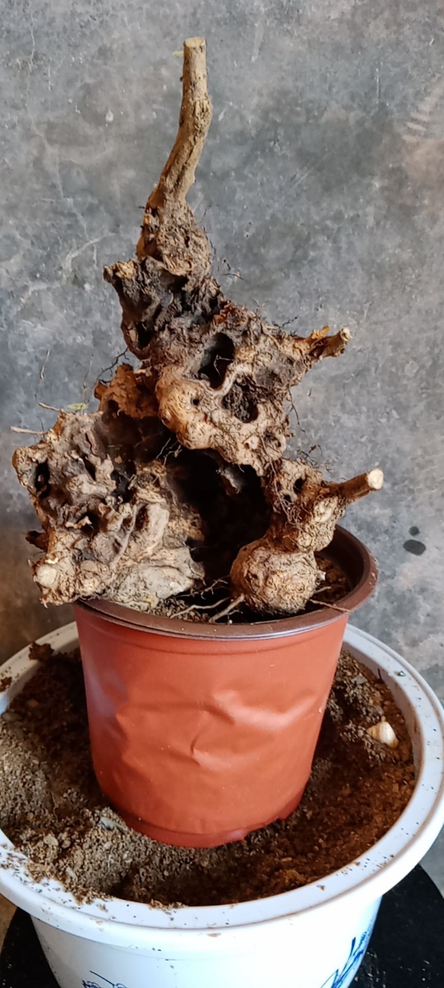 黄荆桩 黄荆舍利黄荆桩盆栽盆景造型