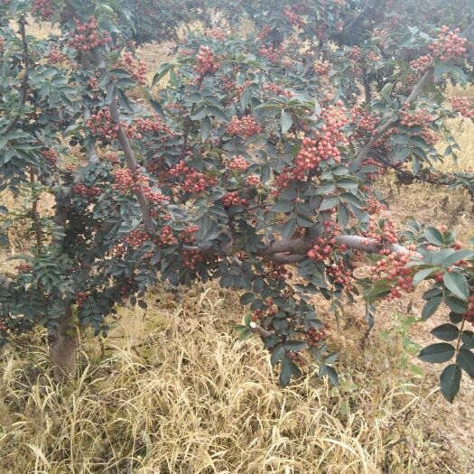 富平县青花椒  优生区花椒