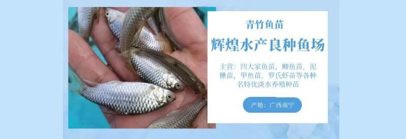 南宁 大量批发青竹鱼苗，青竹鲤