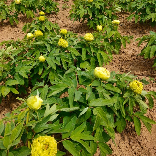 菏泽 绿牡丹