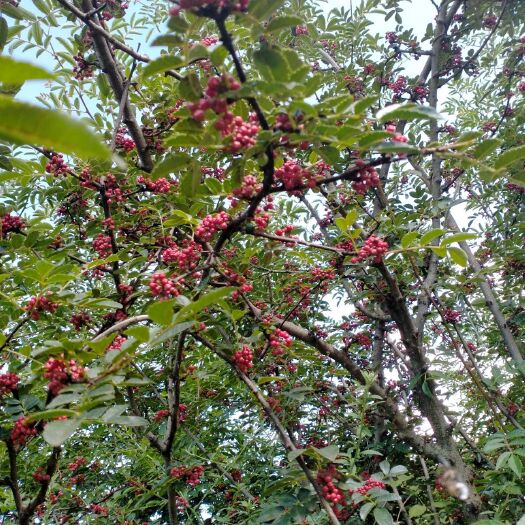 盐源县 纯绿色花椒 无任何化学催熟剂