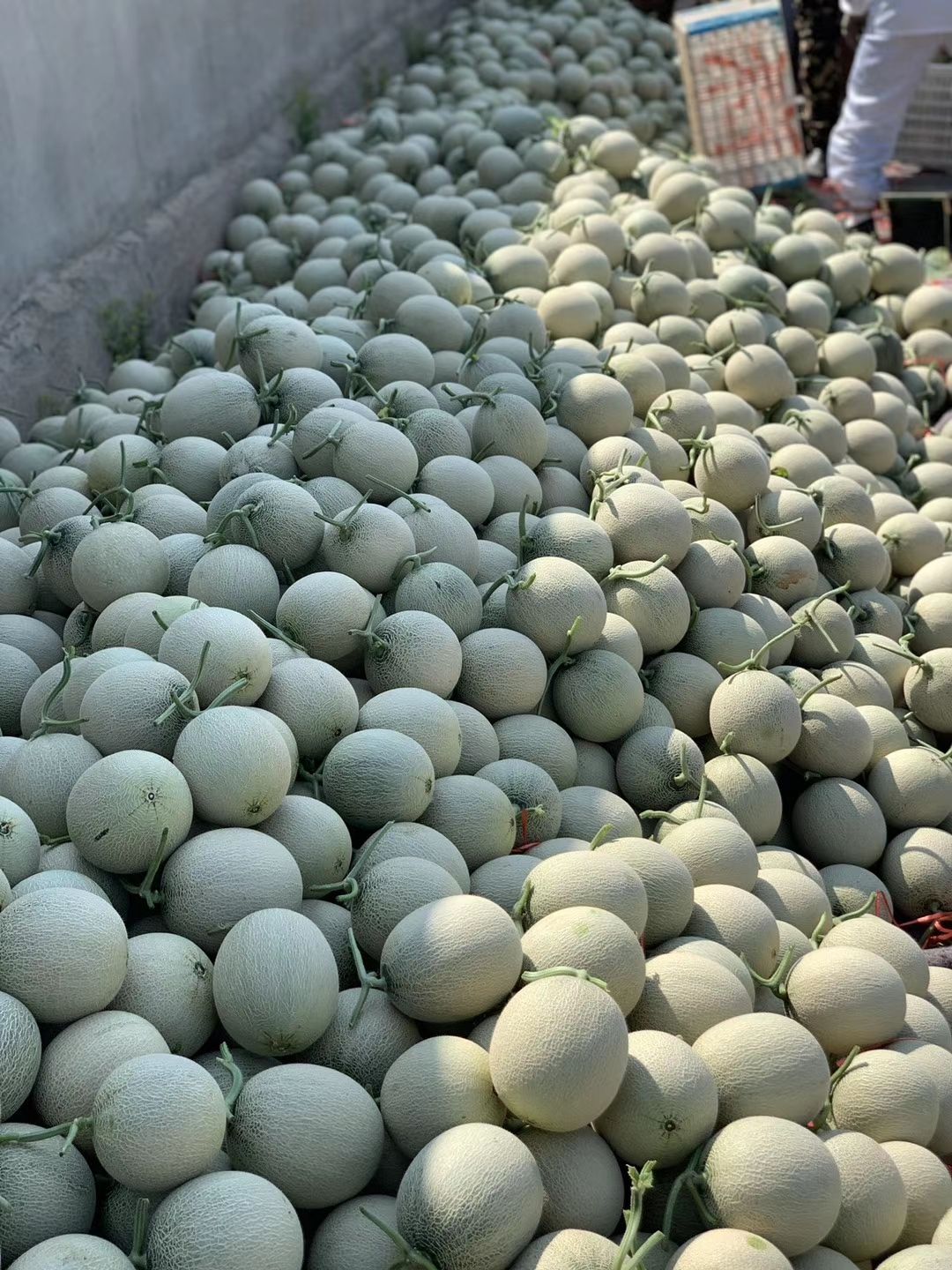 玫珑瓜  山东网纹瓜 精品甜瓜 可口蜜 玫珑蜜瓜大量批发 产地实力代办