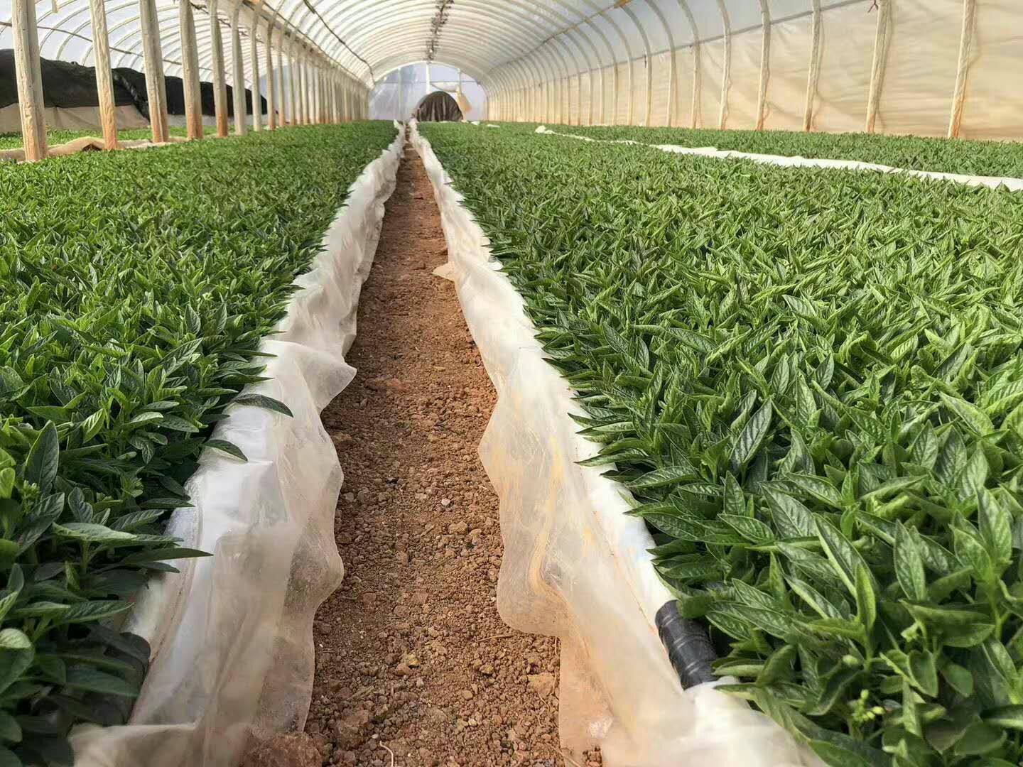 人参果苗 诚信为本，质量为本