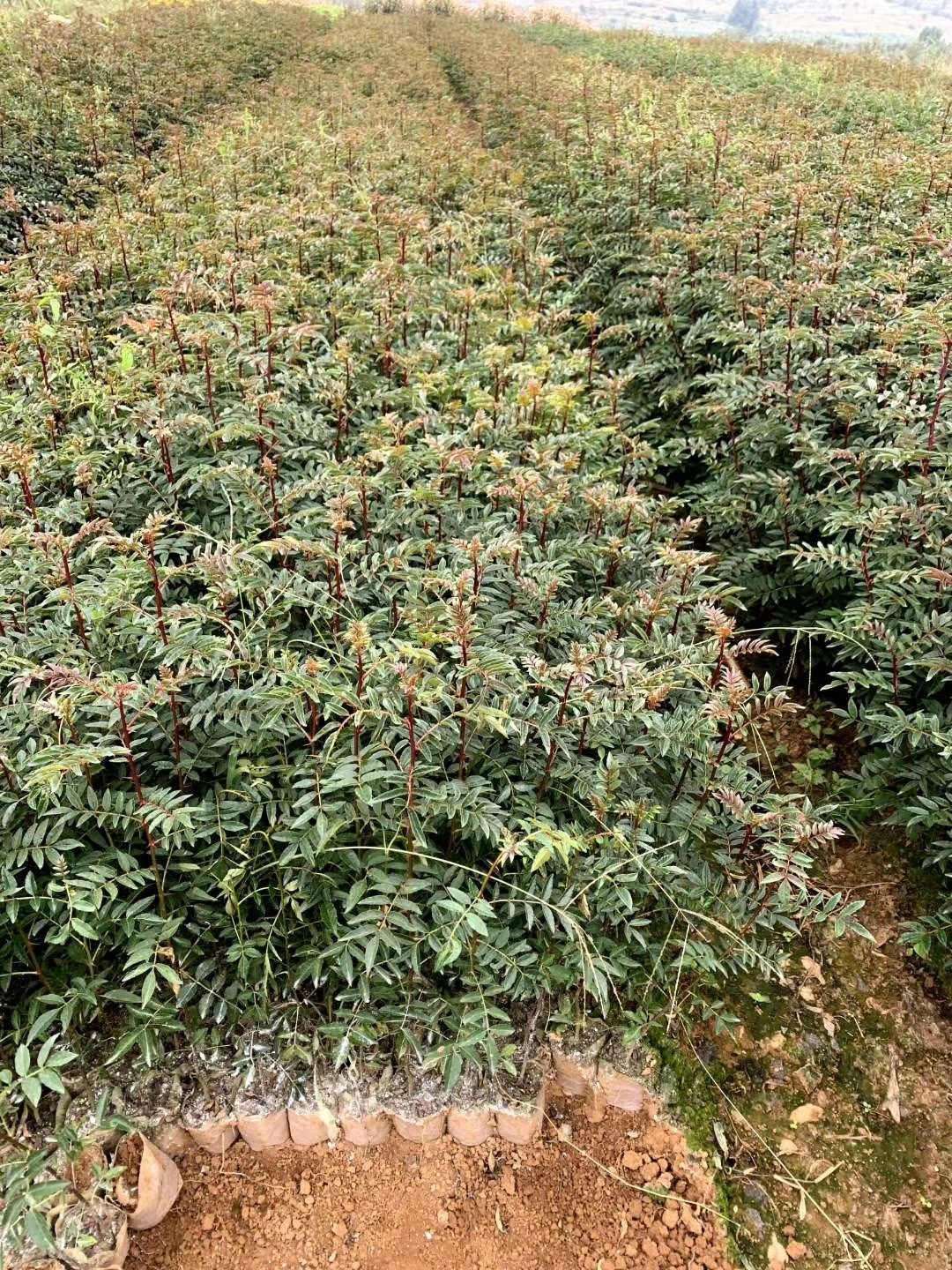  云南无刺大红袍花椒苗，四川无刺汉源贡椒基地直供四川花椒苗
