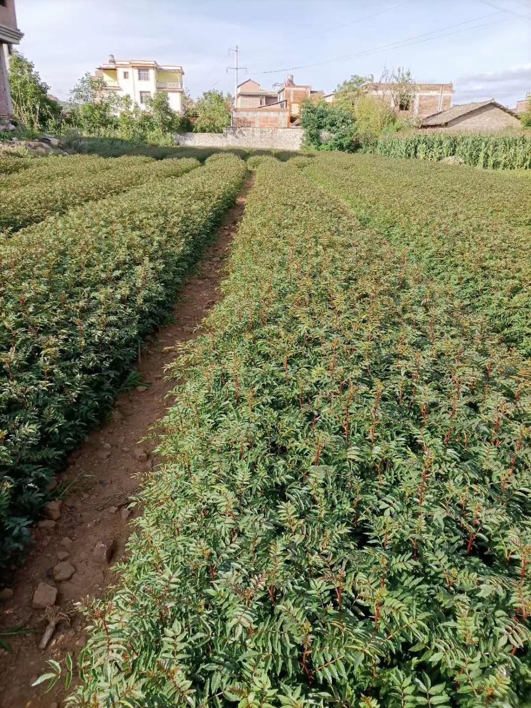  云南无刺大红袍花椒苗，四川无刺汉源贡椒基地直供四川花椒苗