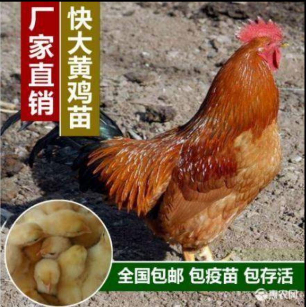 快大黄鸡苗  快大黄九斤黄打液氮马立刻疫苗，包路途存活，包发货到家