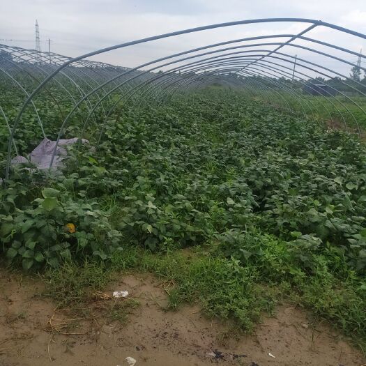 沛县 大量供应毛豆，量大从优