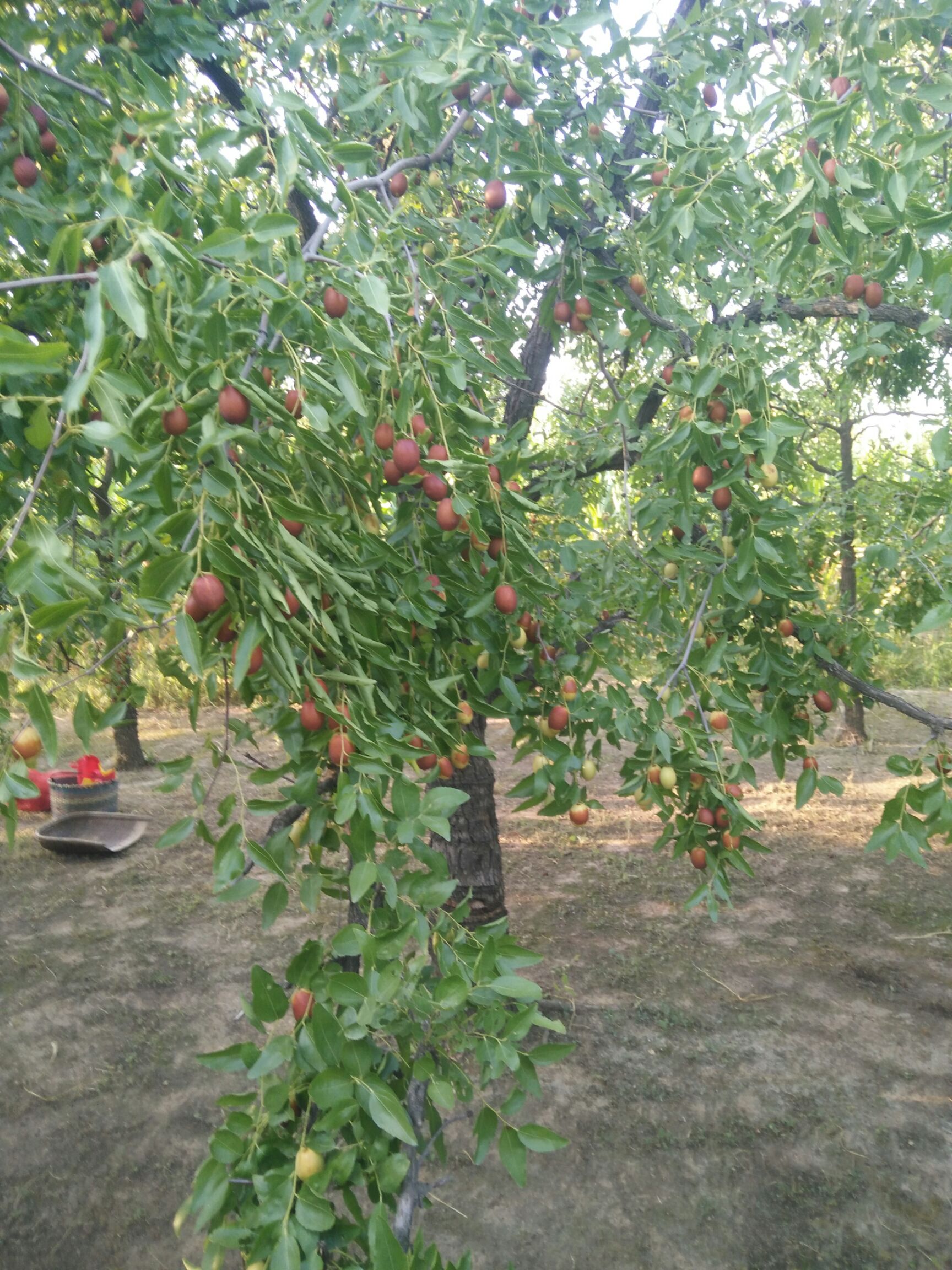 沧州金丝小枣  沧州特产，金丝小枣。