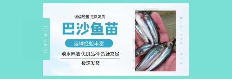 南宁 巴沙鱼苗，淡水巴沙鱼苗