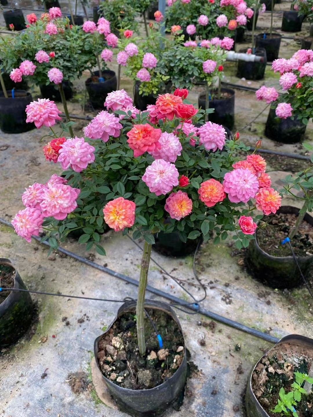 树状月季  棒棒糖月季 小青杆月季 三色月季树 小高杆月季
