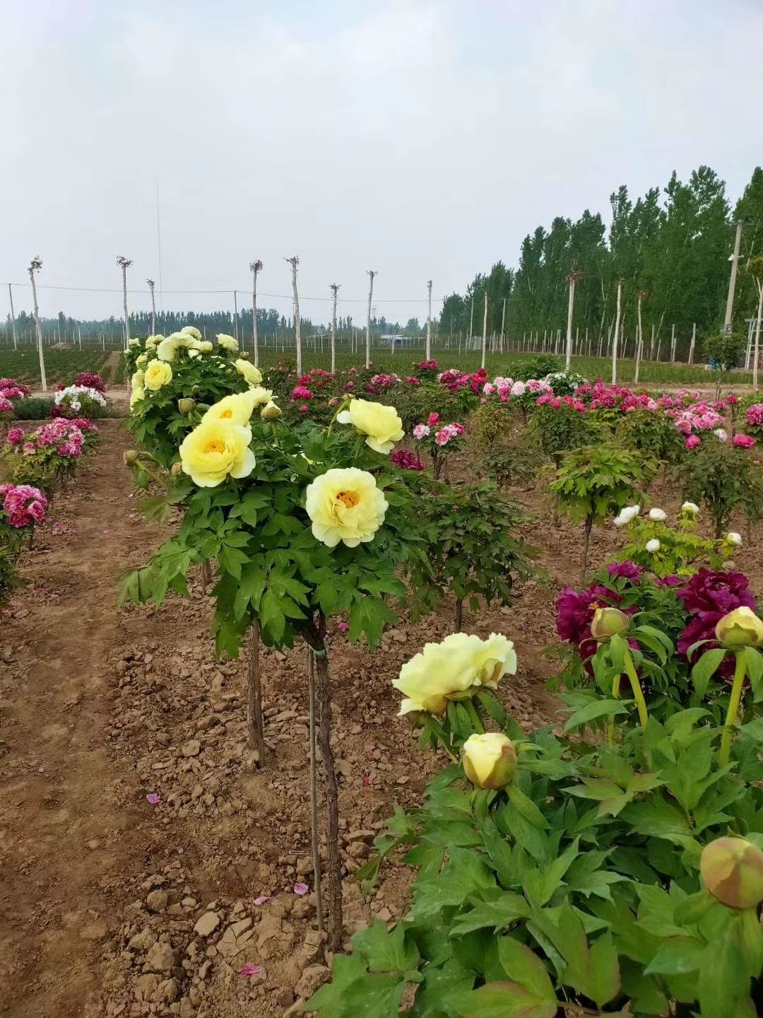  皇冠牡丹 基地直销保证品质支持线上交易