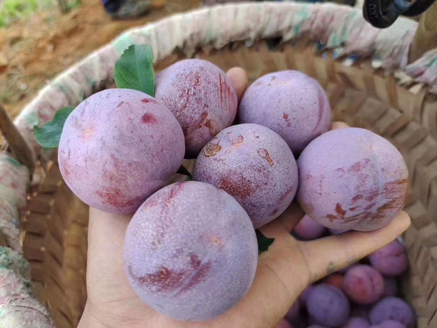  福建古田农家肥栽培芙蓉李