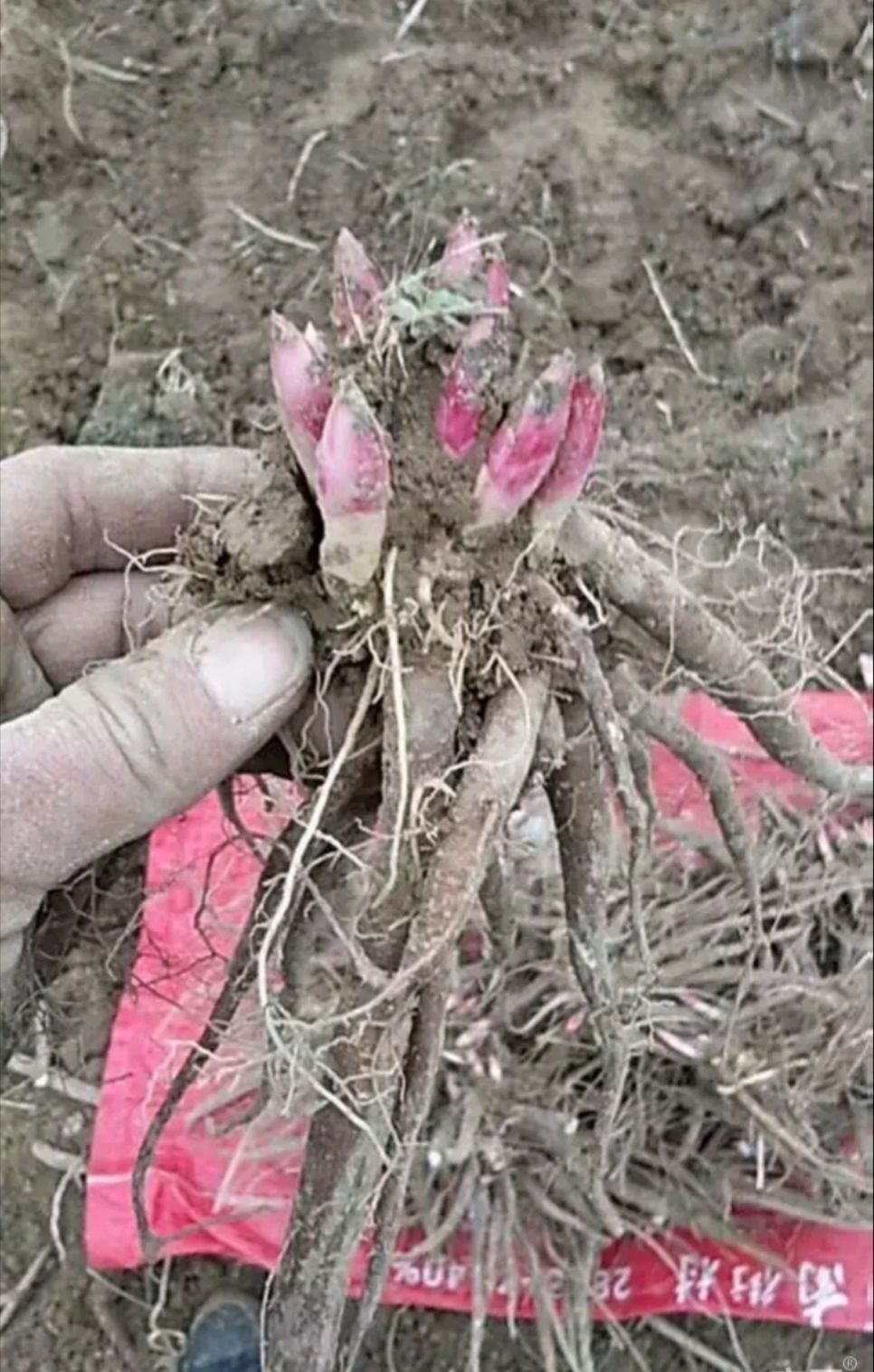 多花芍药  基地直供芍药苗三年苗栽上全部开花，一手货源质优价廉成活率高