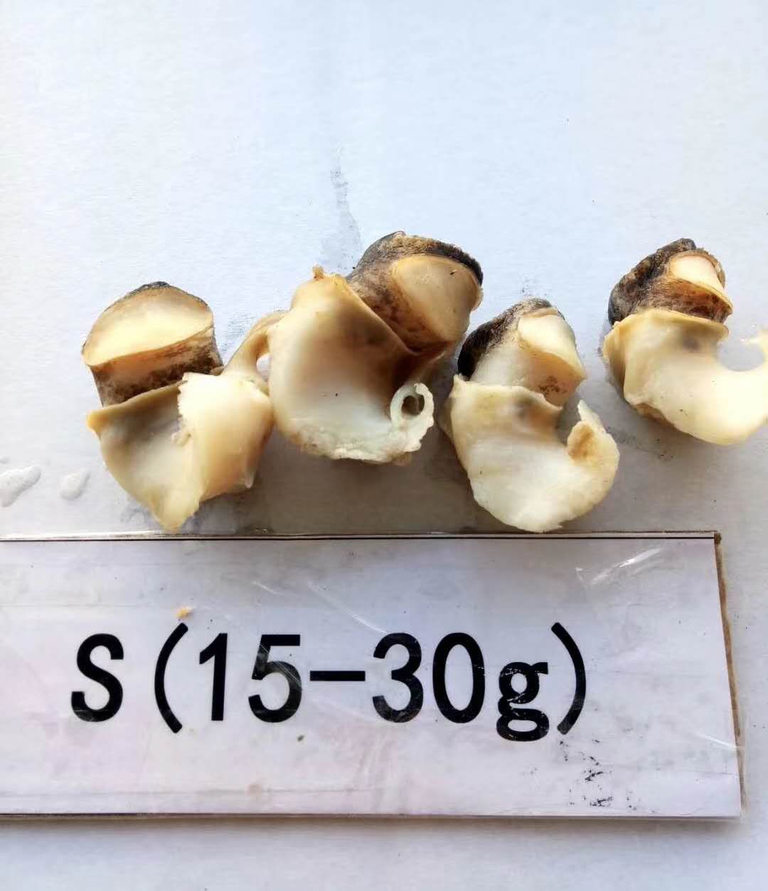  墨西哥熟冻海螺肉