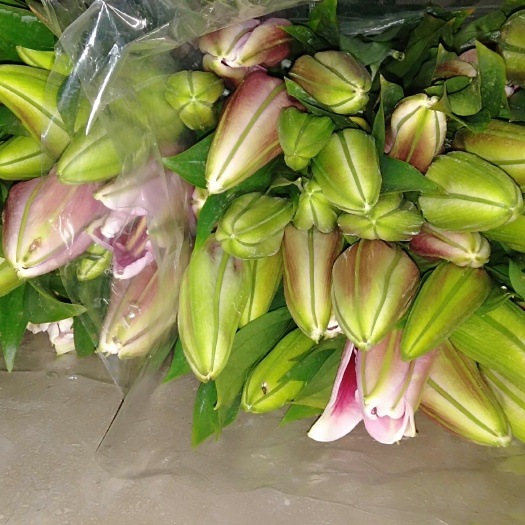 昆明百合花 单头