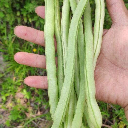 壶关县罗氏一号—豆王 40cm~70cm