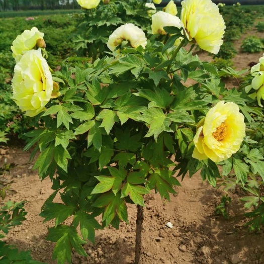 菏泽 皇冠牡丹 基地直销保证品质支持线上交易