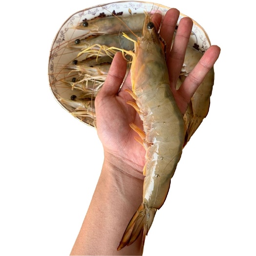 北海超大海虾明虾对虾基围虾北海海虾大虾批发