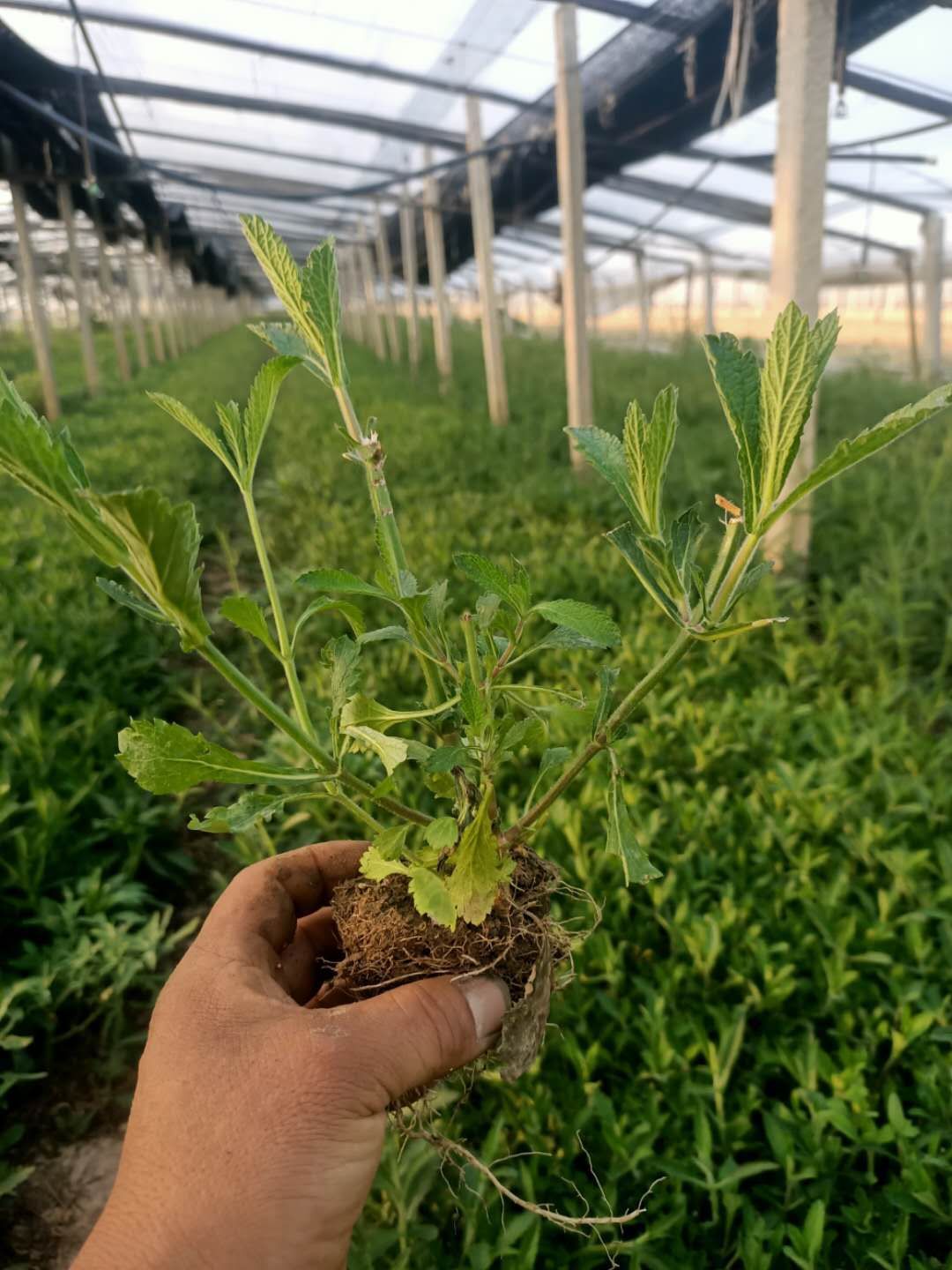  马鞭草 ，基地一手货源 ，常年销售各种绿化苗木
