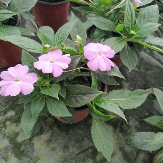 成都凤仙花 精品超级风仙