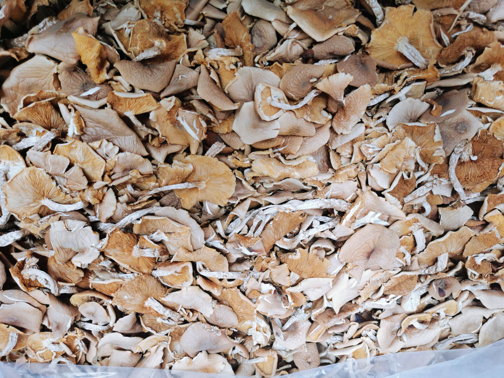 广昌3号茶树菇  广昌3号菇    开伞菇  10-14cm