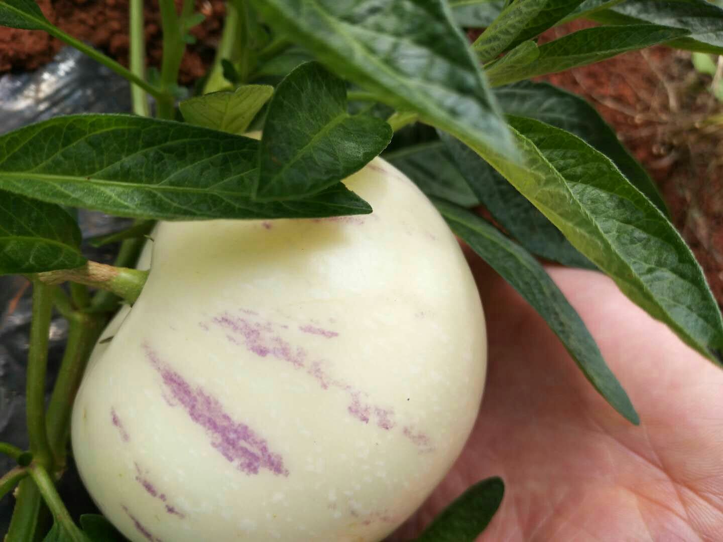 人参果苗 诚信为本，质量为本