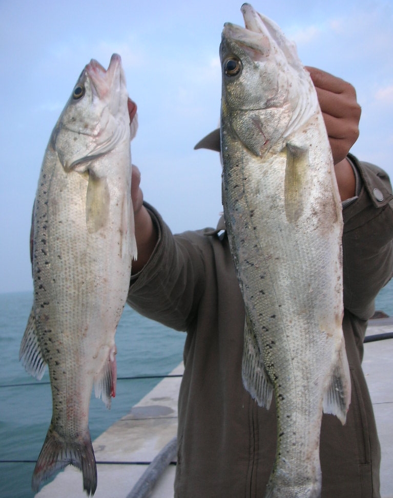 北海鲈鱼海鲈鱼新鲜海鲜海鱼批发零售