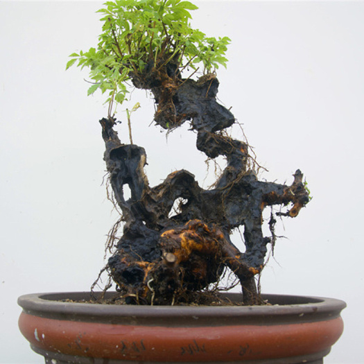 随县黄荆桩 黄荆舍利黄荆桩盆栽盆景造型