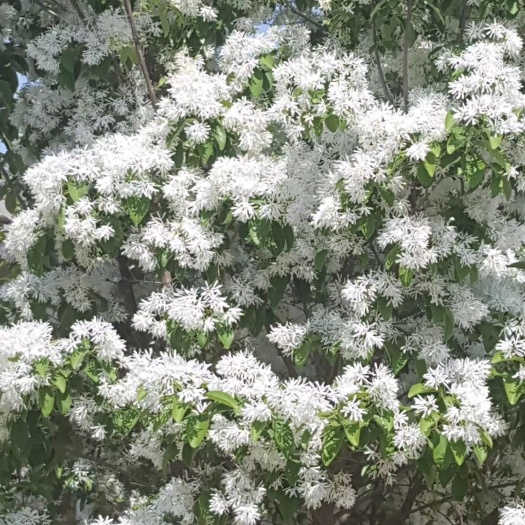 流苏树  苗 牛津子树苗 油根子树苗