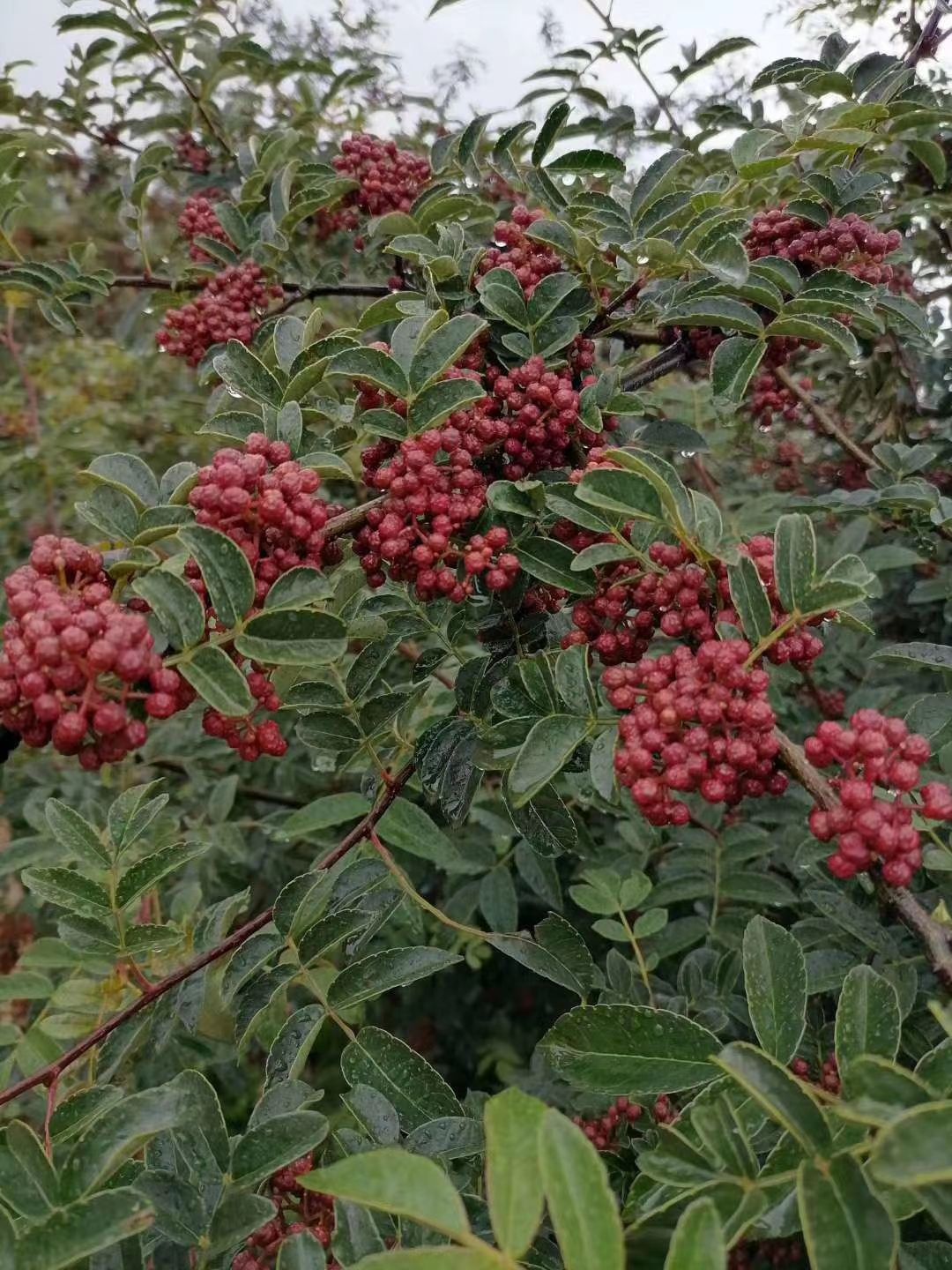 云南无刺大红袍花椒苗，四川无刺汉源贡椒基地直供四川花椒苗