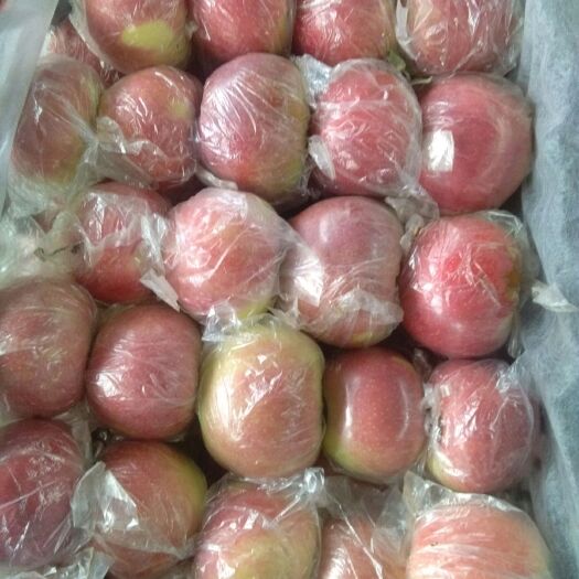 饶阳县美八苹果   大量有货   欢迎广大朋友前来选购