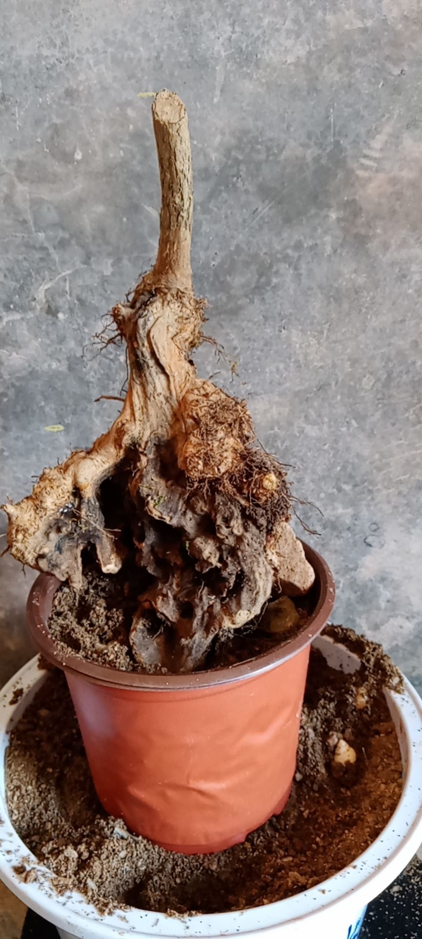 黄荆桩 黄荆舍利黄荆桩盆栽盆景造型