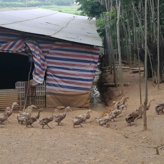 钟祥市淘汰鸭 3-4斤 母 全散养
