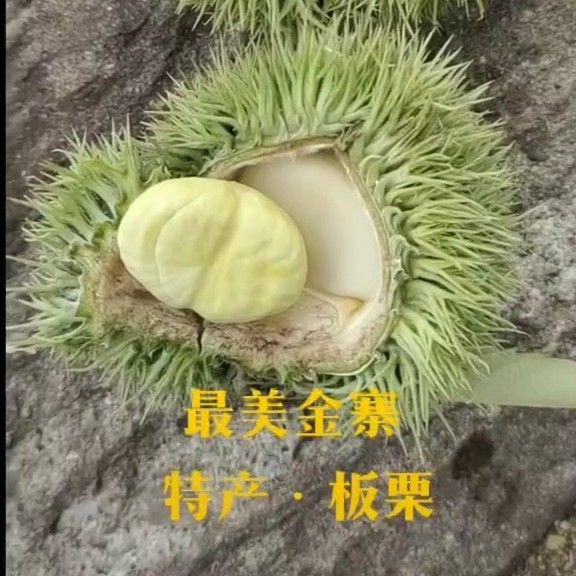 板栗  特产