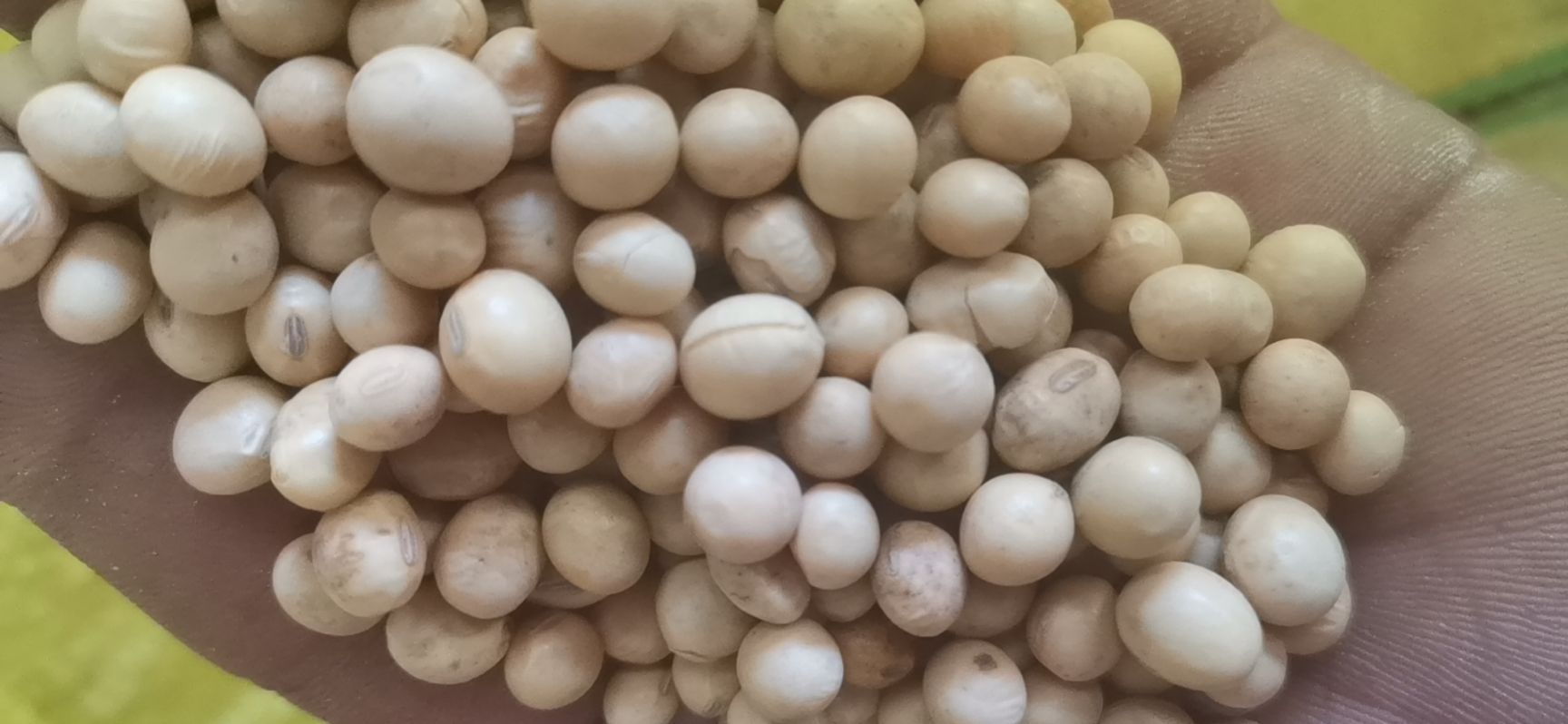 小黄豆  大豆蛋白出浆滤高质量保证