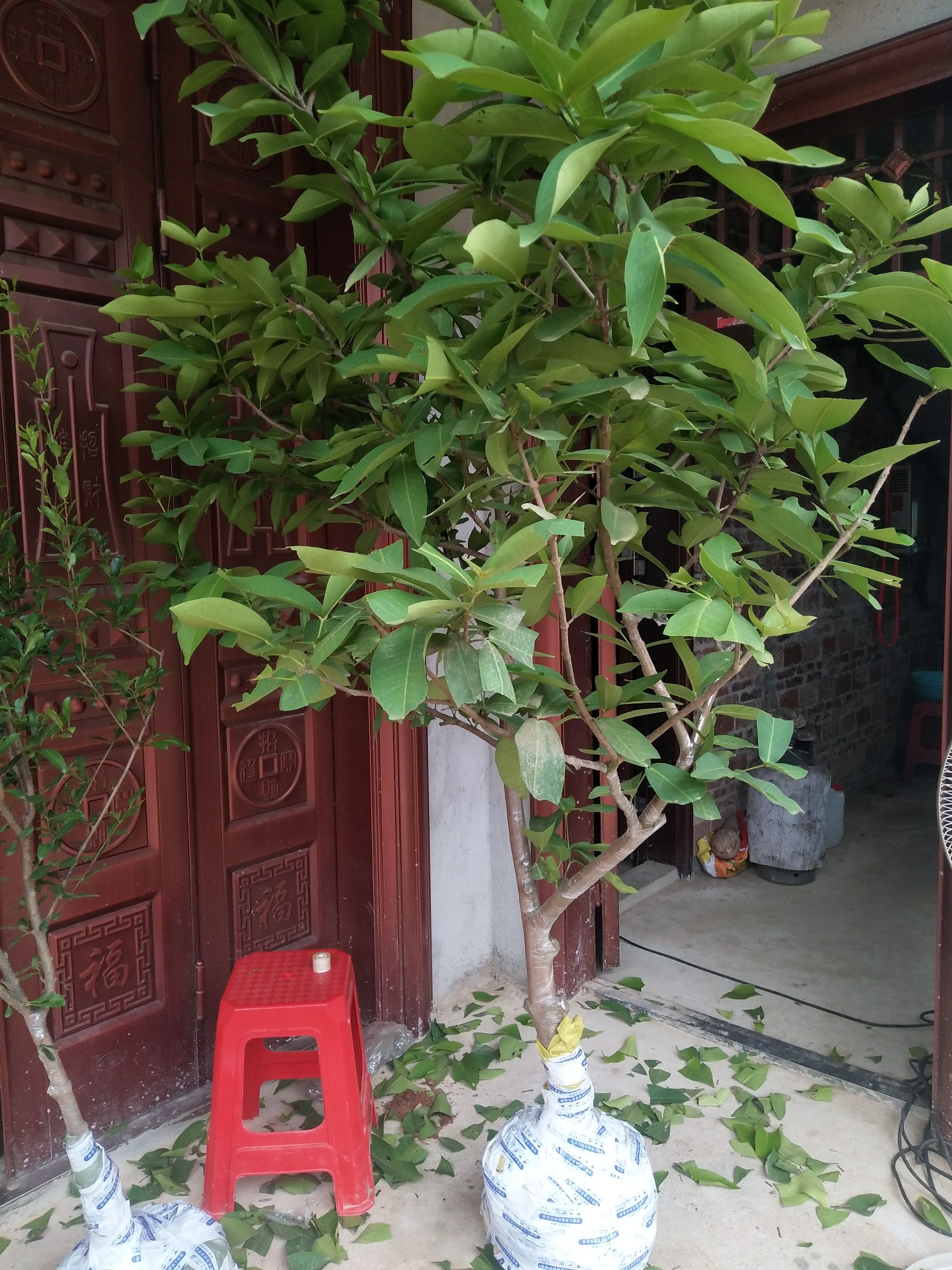 黑金刚莲雾苗 莲雾果苗莲雾嫁接树苗黑金刚大叶红带泥发货盆栽地载庭院种植