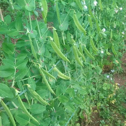 宁洱县荚豆  需要合作的老板联系我  价格详谈